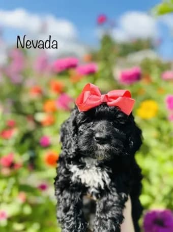 Nevada