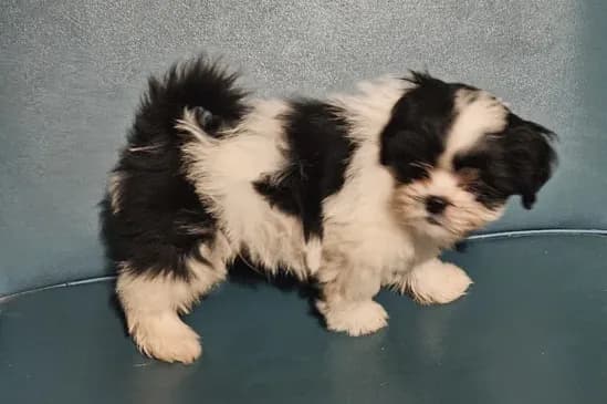 Puppy 1