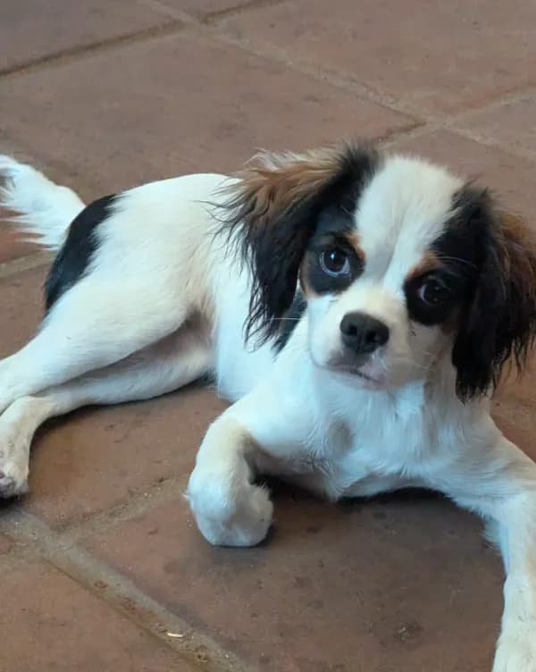 California Frida