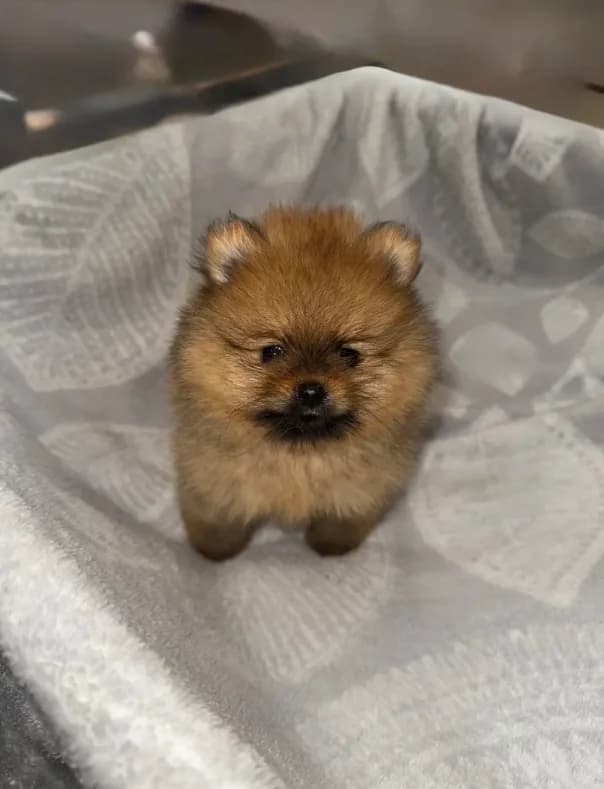 Cookie