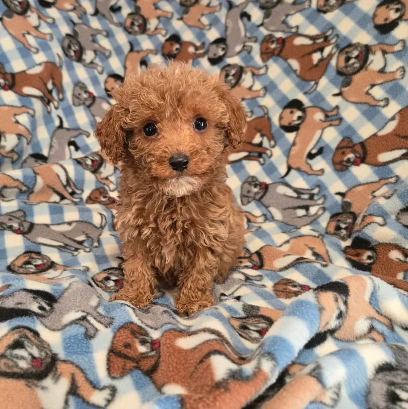 Cavapoo