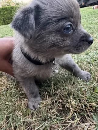 Milo