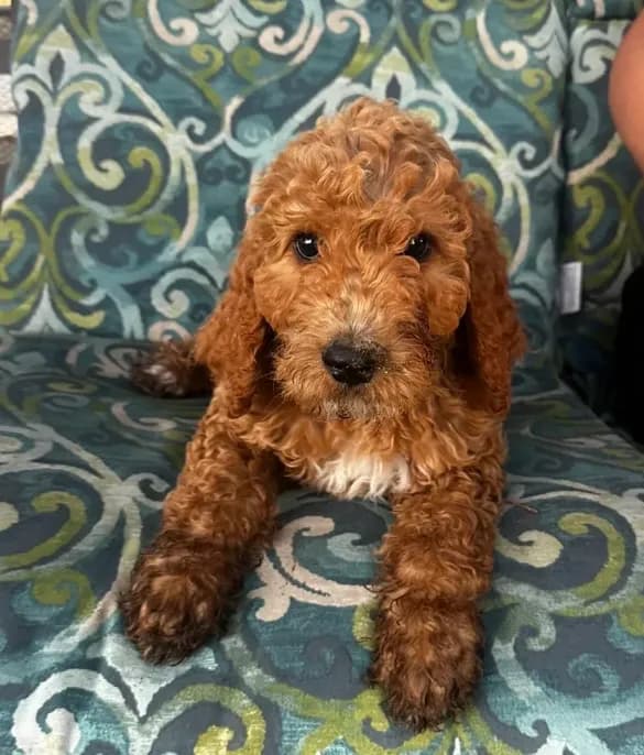 Marley