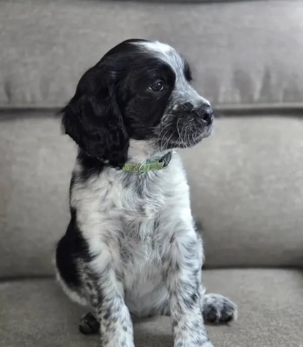 Price Reduced! Green Collar Black/White Roan
