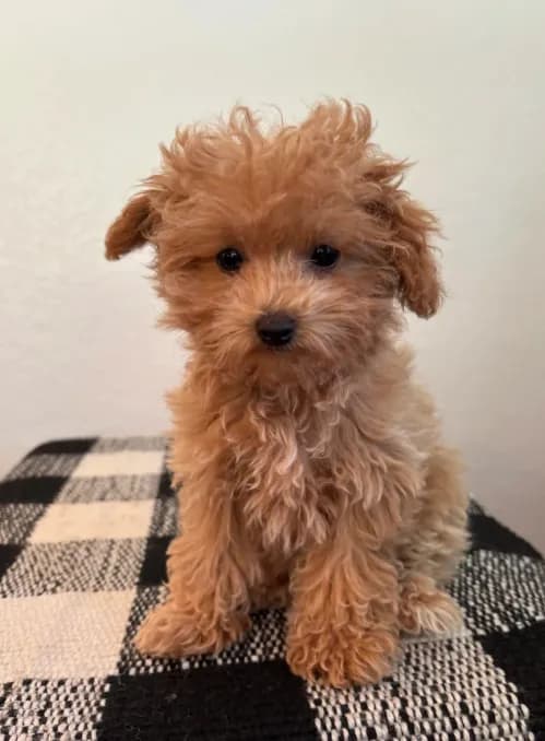 AKC Daisy