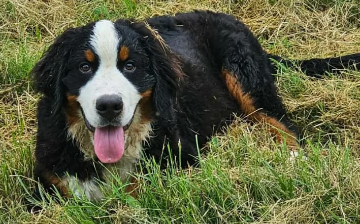 Benny