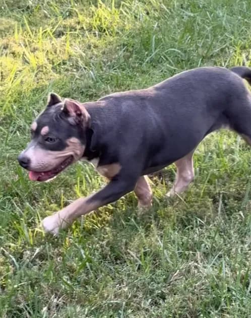 Xena ( Blue tri female American Bully)