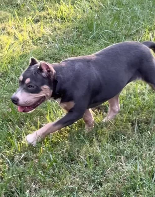 Xena ( Blue tri female American Bully)