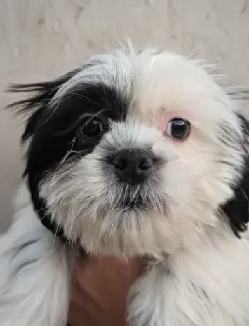 Male Pup