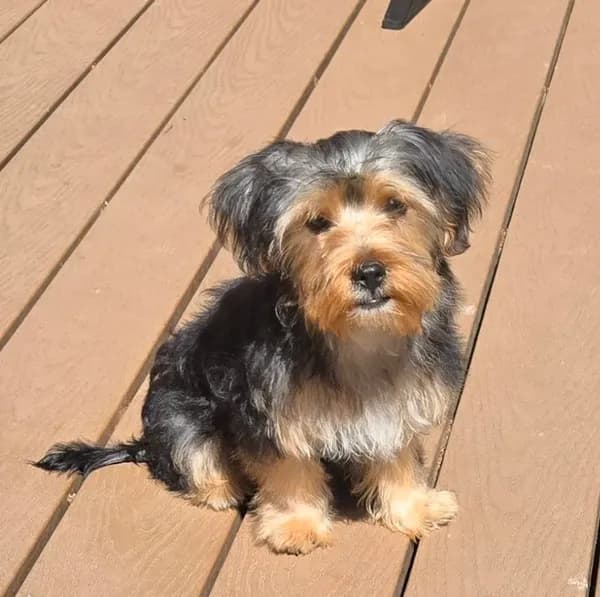 Ollie