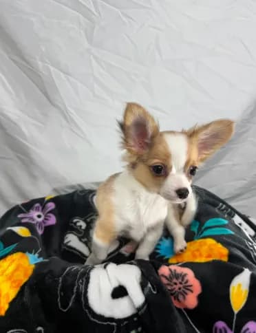 Akc Buster