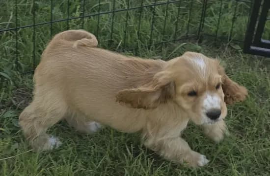 Oakley's Litter, green collar