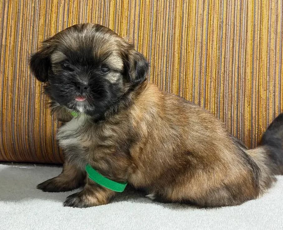 Puppy Greene