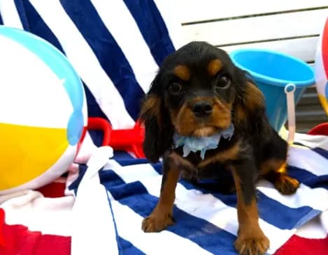 AKC Cooper