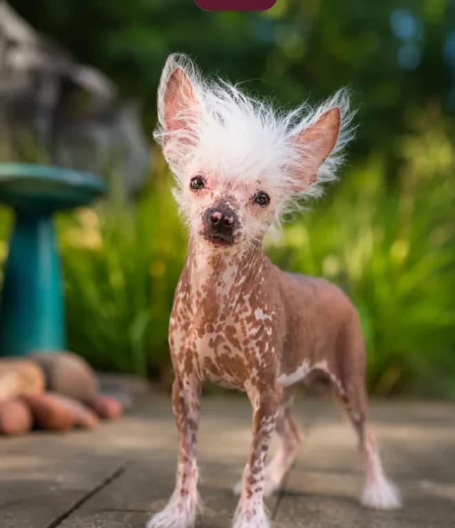 Winston