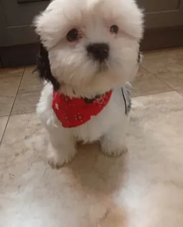Turko