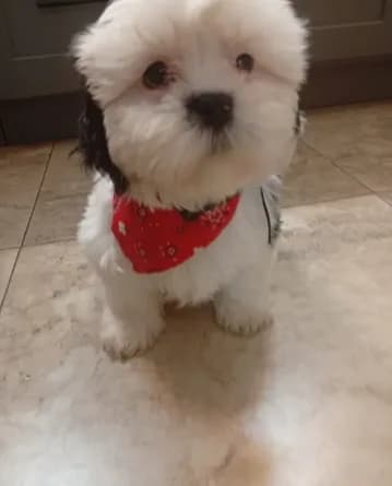 Turko