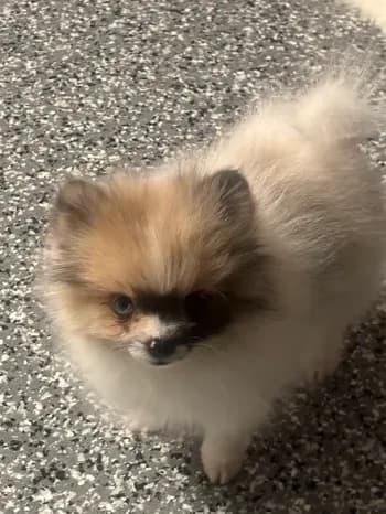 Female toy merle Pomeranian