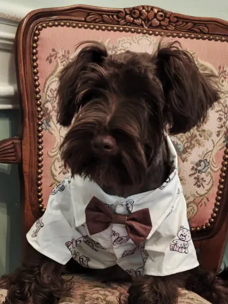 ELVIS AKC
