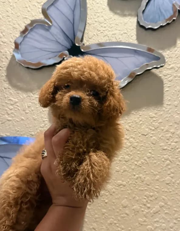 Toy poodle