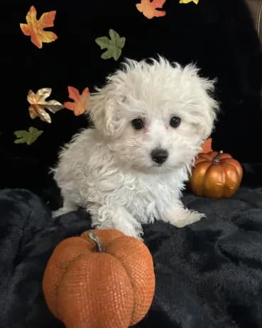 Charlie