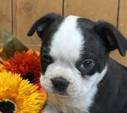 Spunky