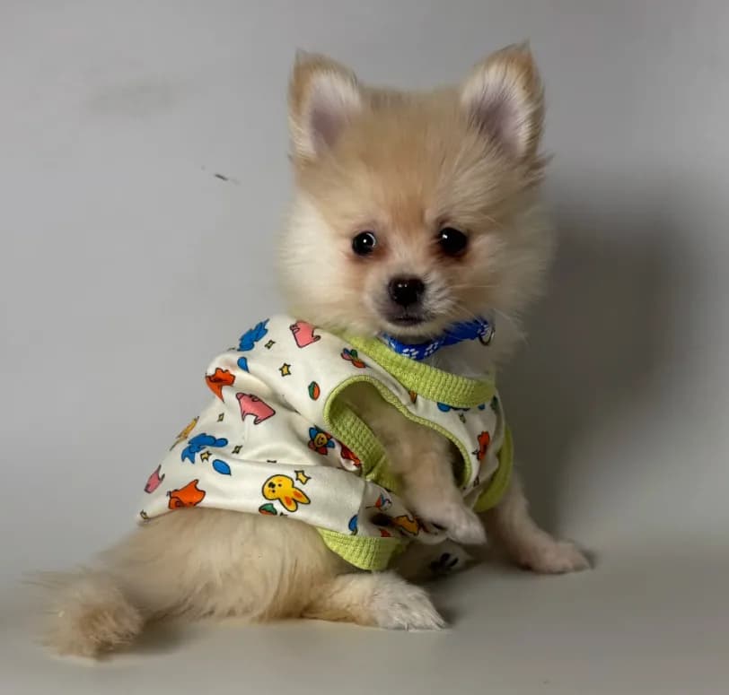 Purebred Pomeranian