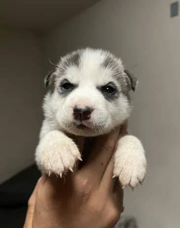 Balto