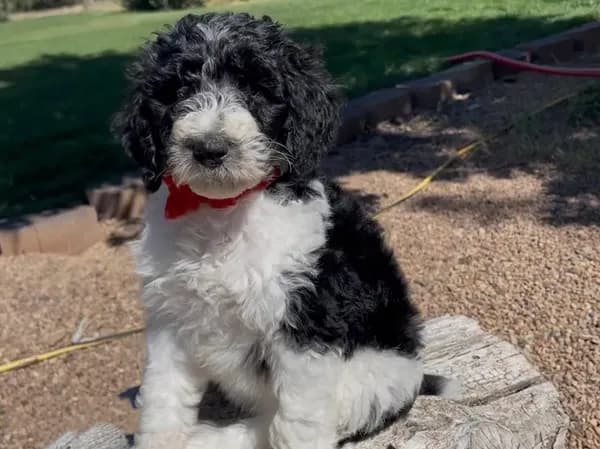 AKC Moyen Poodle