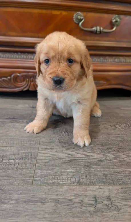 Beautiful AKC Golden Retriever