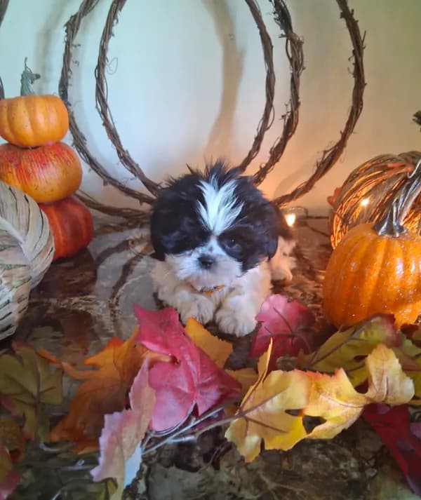 Tiny tim