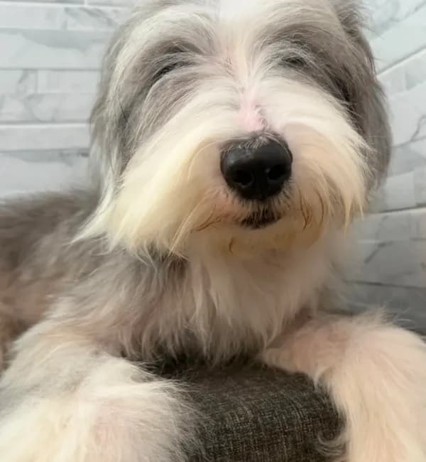 Amos AKC