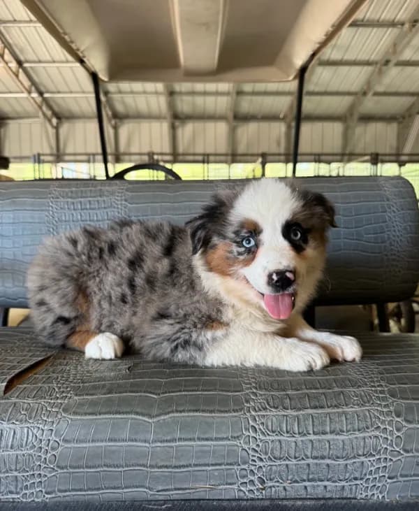 Blue Merle girl Aussie 3