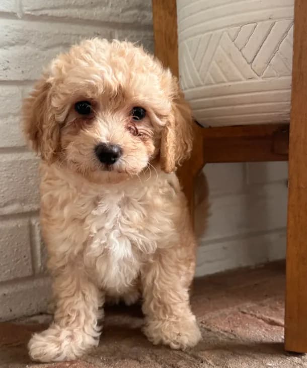 Biscuit