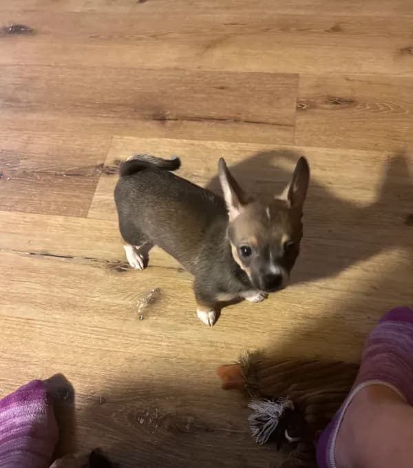 Sweet Boy