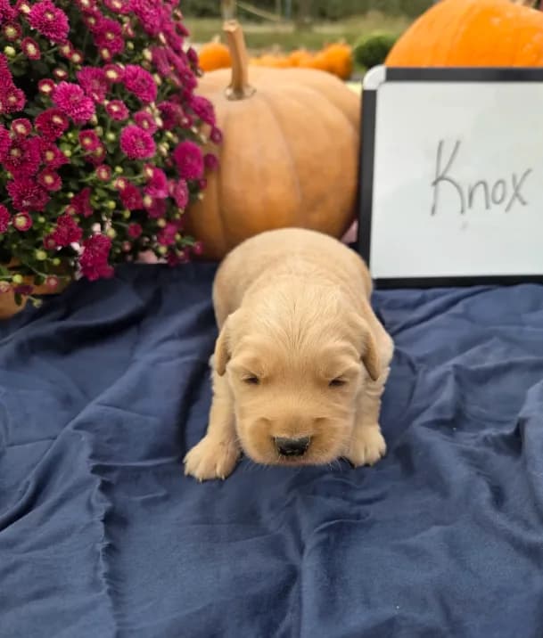 Knox