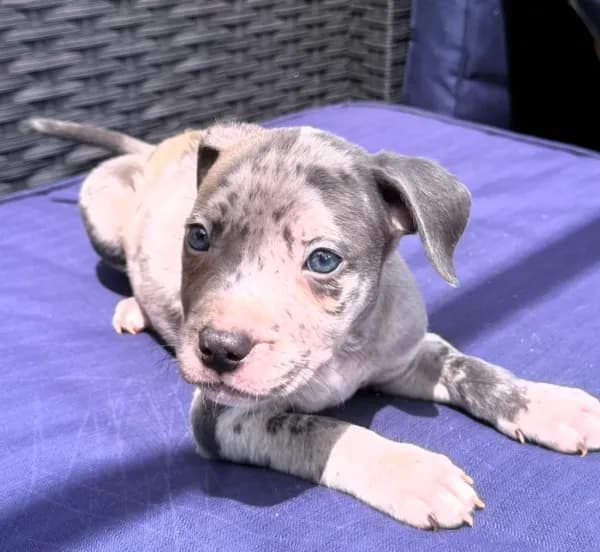 "JAY Z" BLUE MERLE