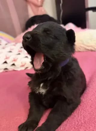 AKC Purple Girl