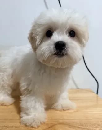 Blanco