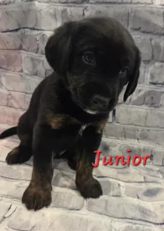 Junior