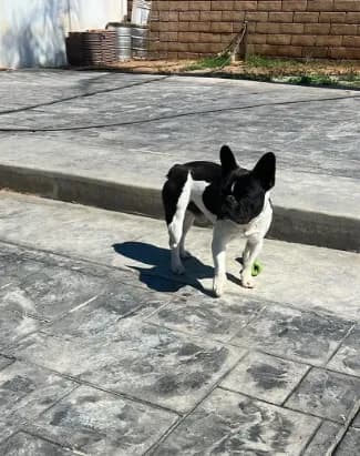 AKC Pinto