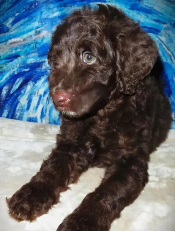 Willow
