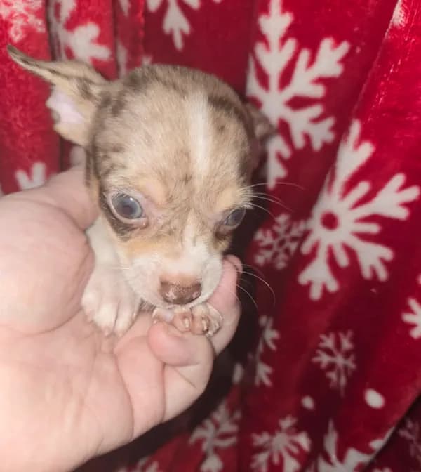 Blue Merle Boy