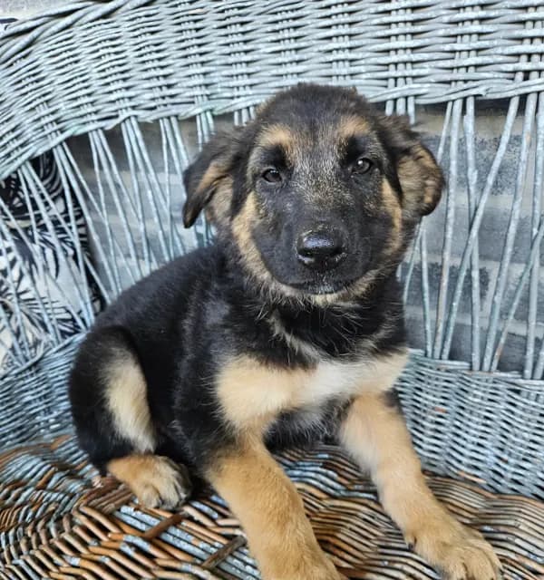 Rocky