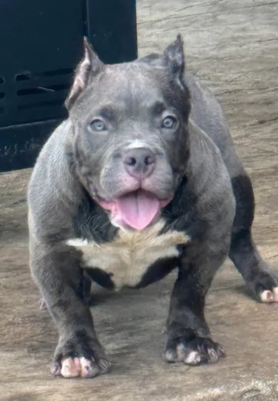 REDUCED PRICE Star *Pocket bully*