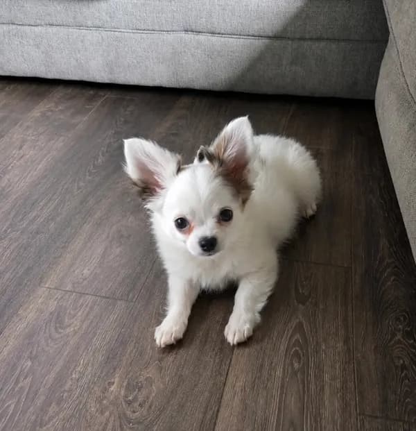 Milo