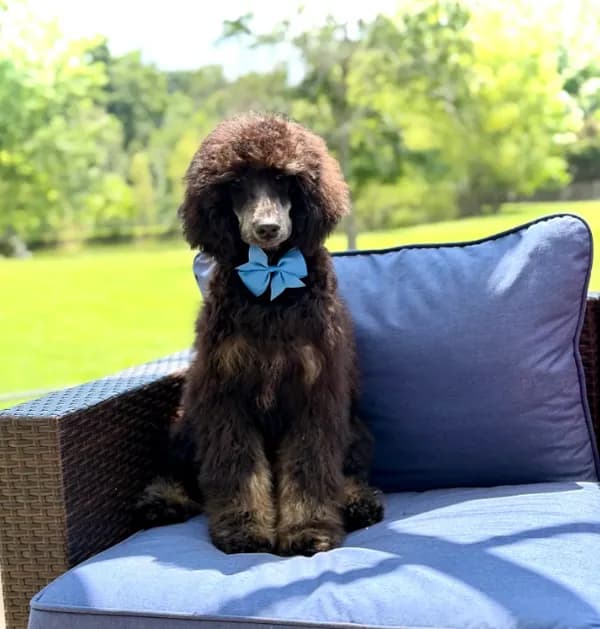 AKC Winston