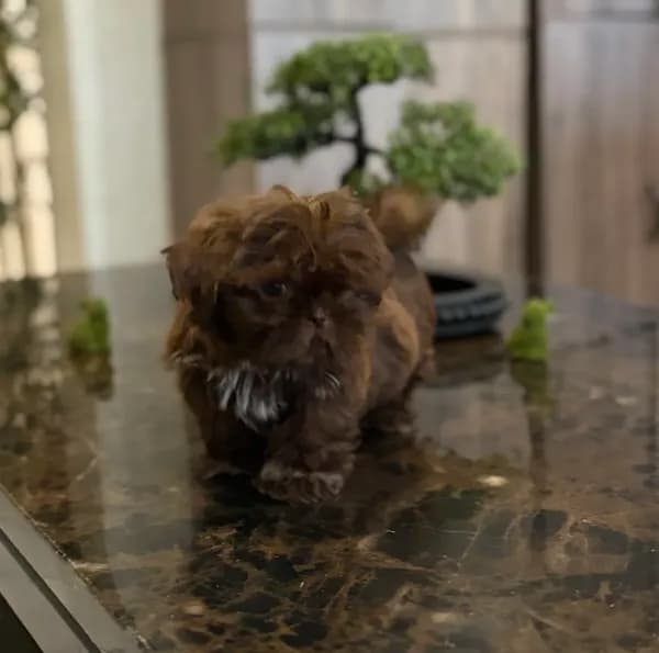 Shihtzu AKC