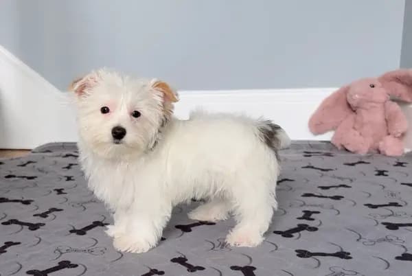 Yorkie Male Parti Color.."You Love Me"