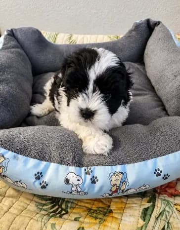 Maltese/ Shih Tzu πΆπ
